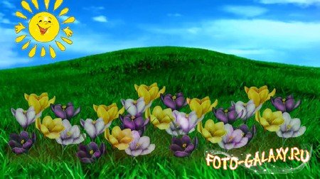 Футаж - Весенний луг с растущими цветами
