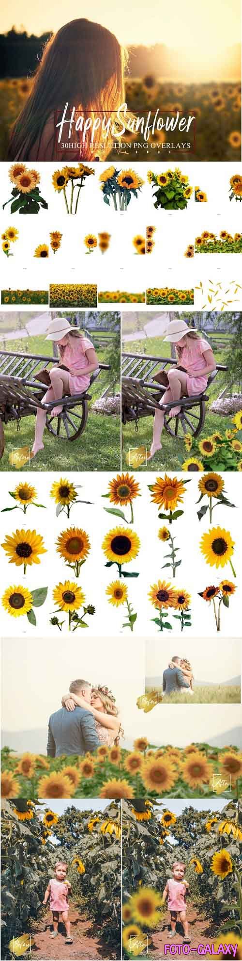 30 Happy Sunflower Photo Overlays, Flower summer spring - 1030557