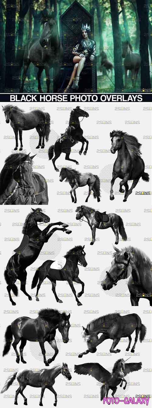 Photoshop overlay Black horse - 1132960