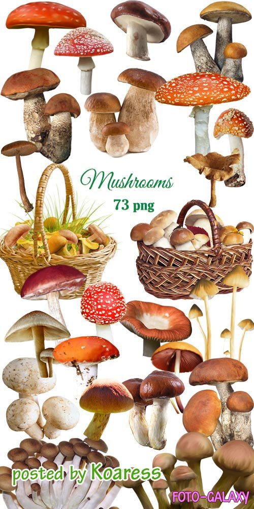  png   -  Png clipart  Mushrooms