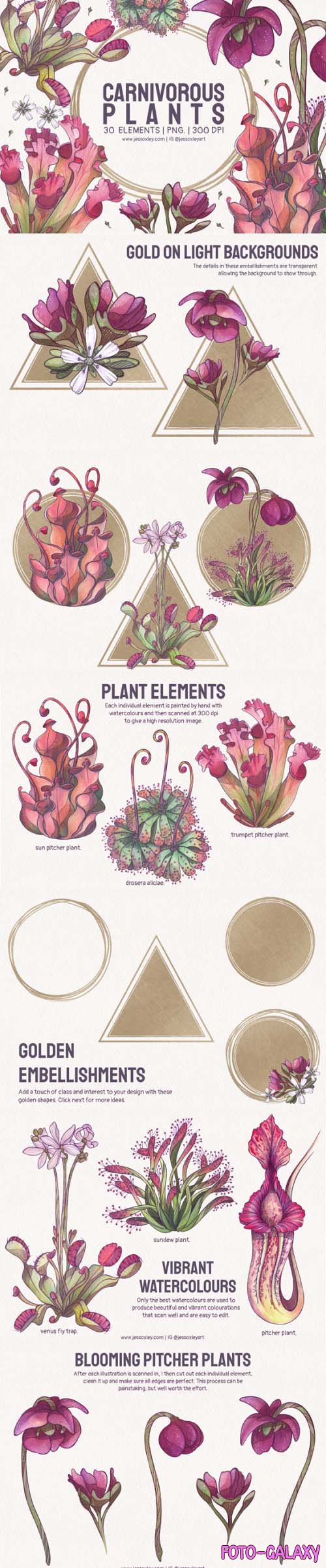 Carnivorous Plants Watercolour Clipart
