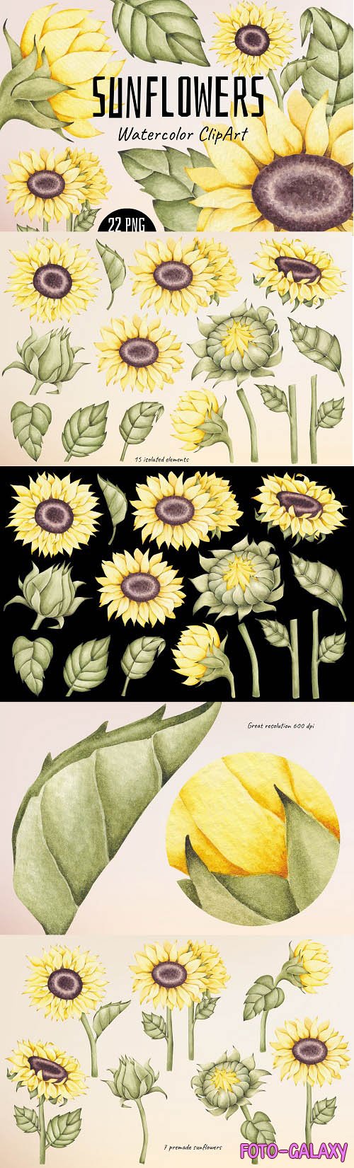 Watercolor ClipArt Sunflowers - 1436254