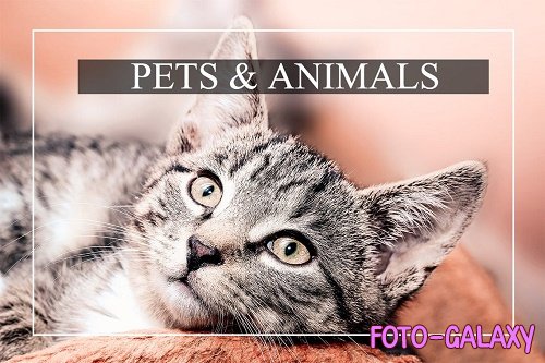 Pets & Animal Bundle - 6 Lightroom Presets for Mobile and Desktop