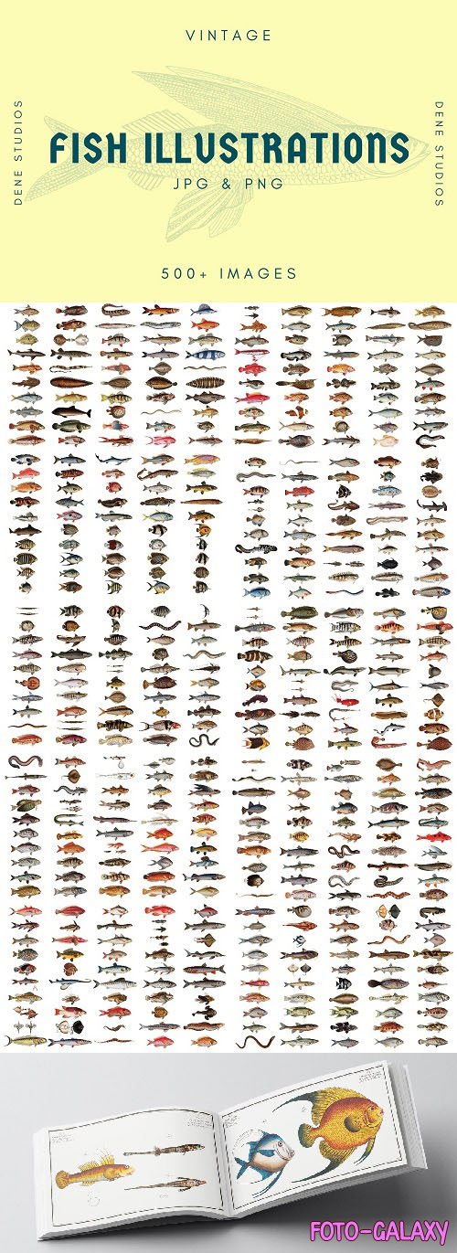 500+ Vintage Fish Illustrations - 6418788