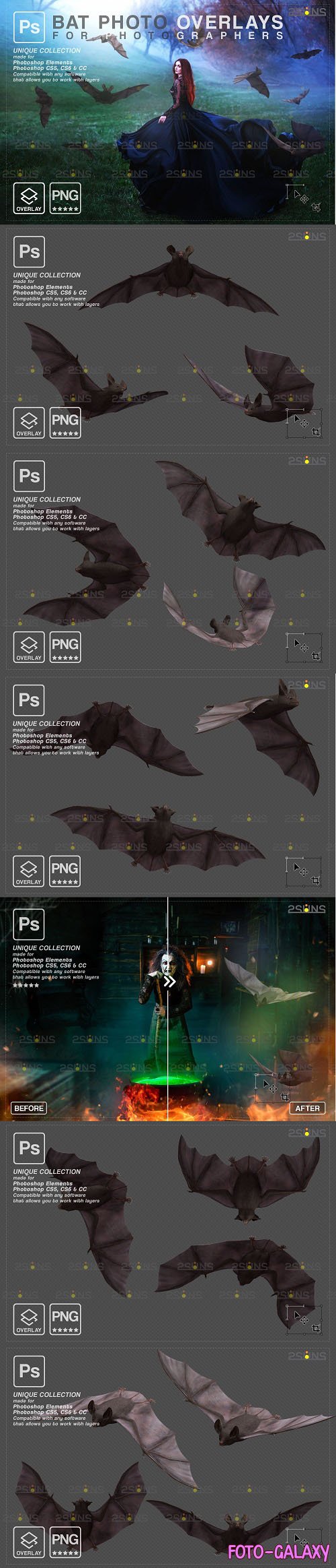 Halloween overlay Photoshop overlay Realistic bat clipart - 1447939