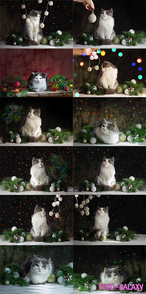 Симпатичный кот встречает Новый Год - Фотоклипарт