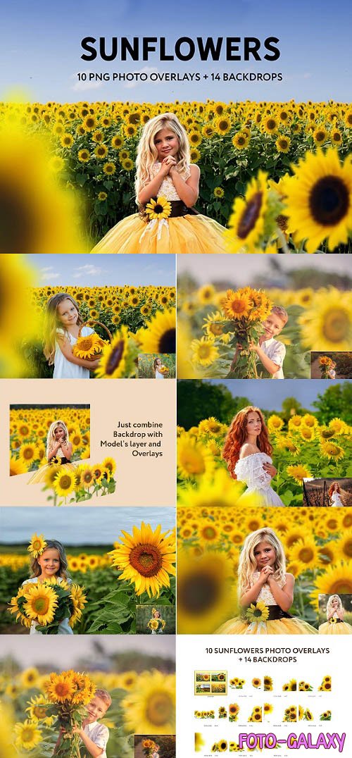 Sunflower Photo Overlays and Backdrops - 33404254 - 6369449
