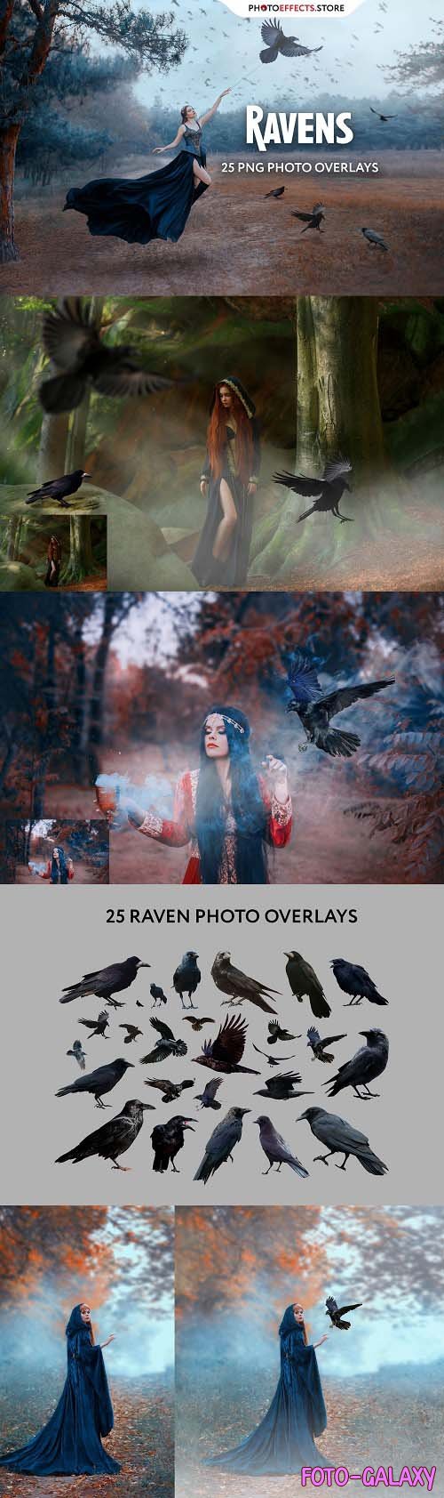25 Ravens Photo Overlays - 6616712