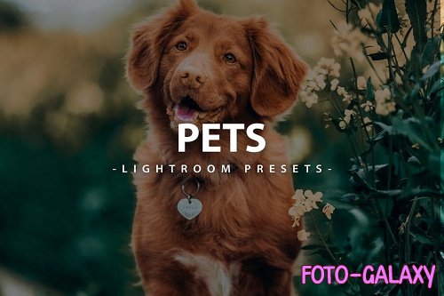 Pets Lightroom Presets For Mobile and Desktop