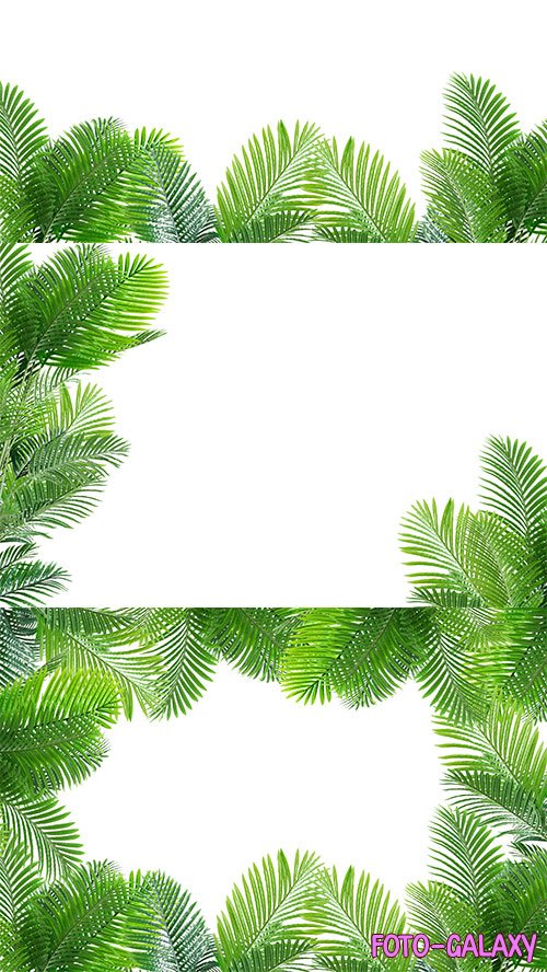 Ветки пальмы на белом фоне для рамок с фотографиями - Растровый клипарт