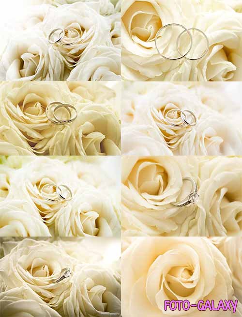 Белые розы со свадебными кольцами - Растровые фоны