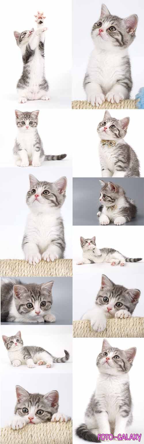 Милые котята - Фотоклипарт на белом фоне