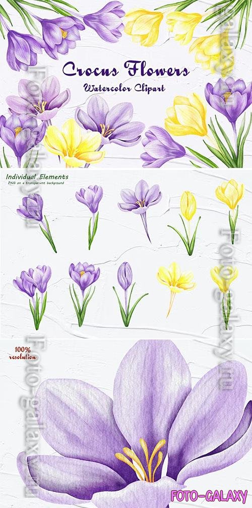 Watercolor png clipart - Spring Flowers Crocus
