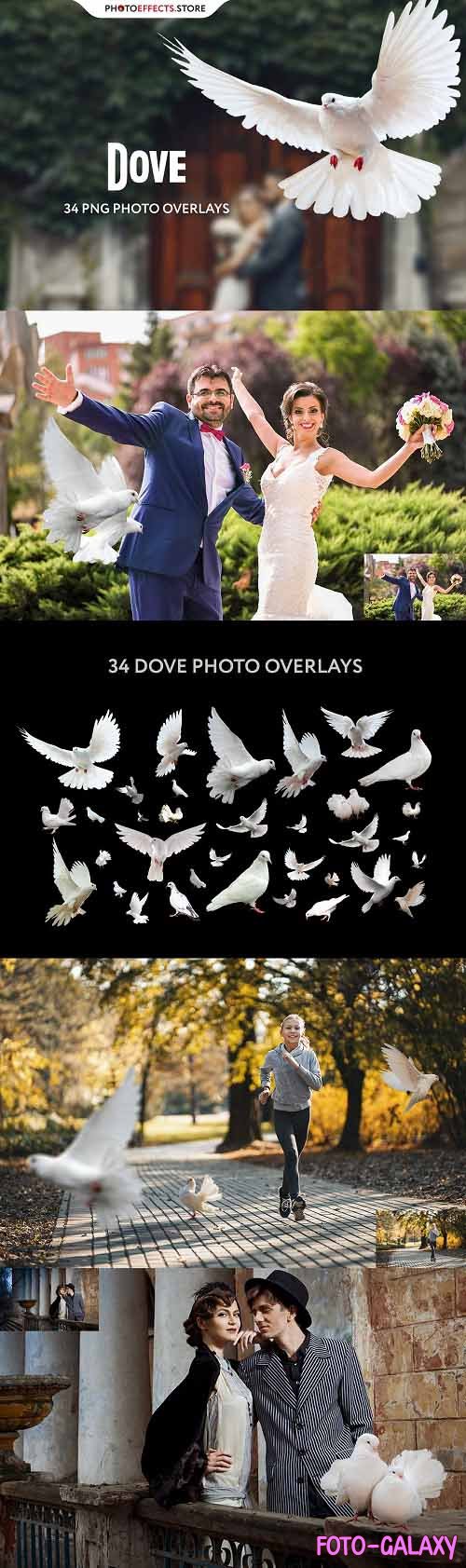 34 Dove Photo Overlays - 6616340