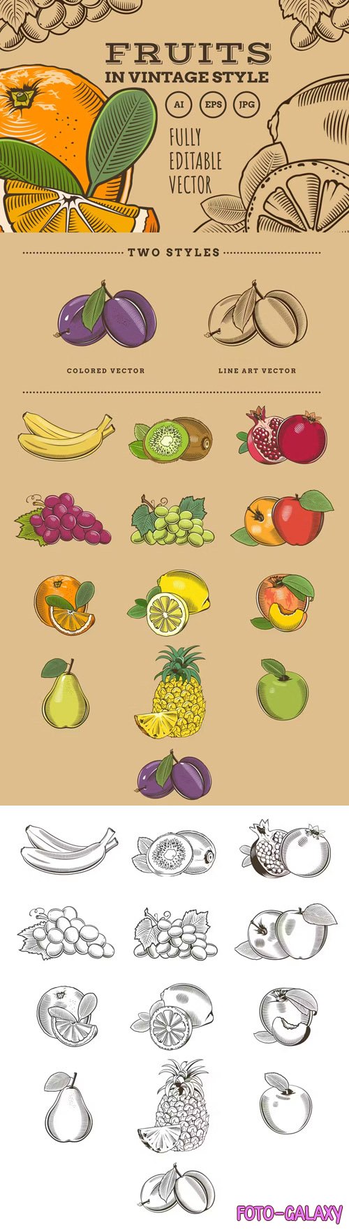 Fruits in Vintage Style - Vector Illustrations