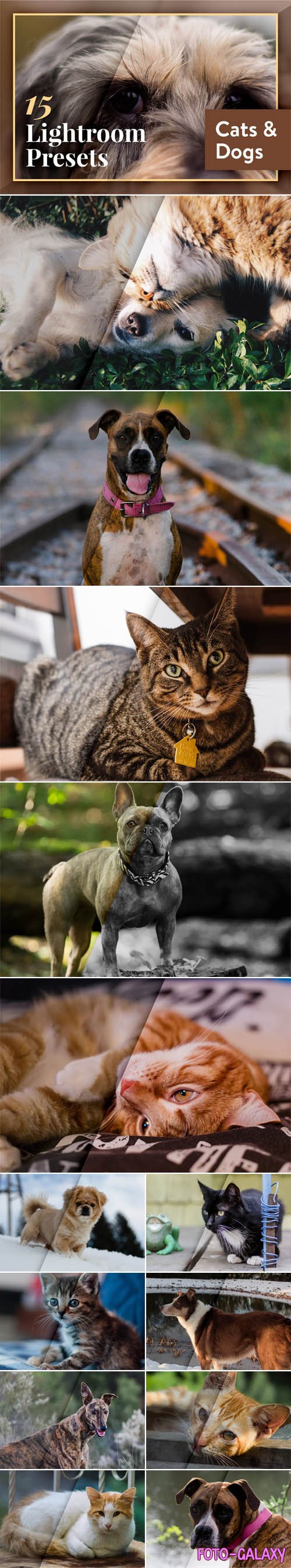 Cats and Dogs - Mobile & Desktop Lightroom Presets