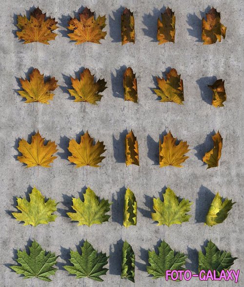 3D Leaves Package for 3dsmax