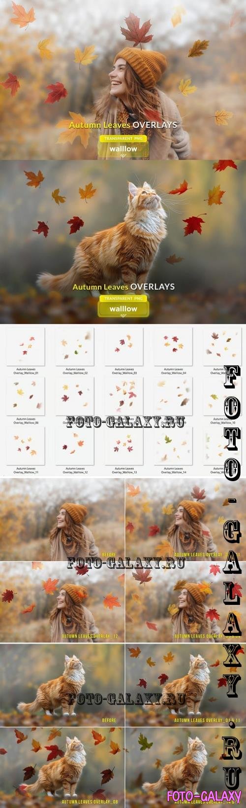 Fall Autumn Leaves Photo Overlays - 287442969