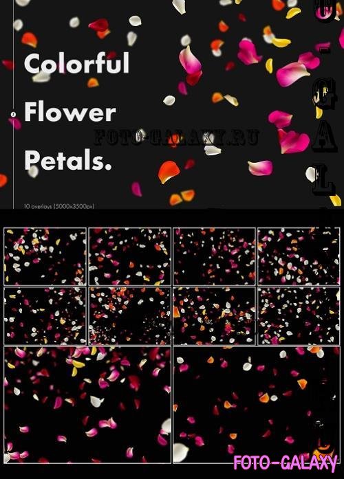 Colorful Flower Petals Overlays - W7Z7BQD