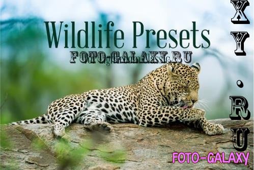 Wildlife Presets for Lightroom Classic - ULZ3J96