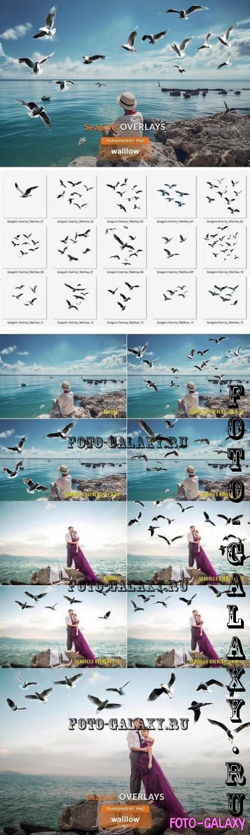 Seagull Photo Overlays PNG - 288812831 - 836EMD2