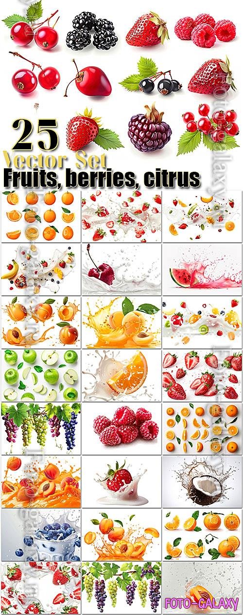 Fruits, berries, citrus - 25 set vector bundle design