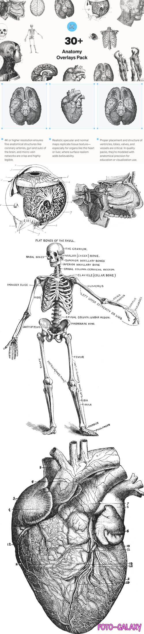 Anatomy HQ Overlays Pack for Photoshop