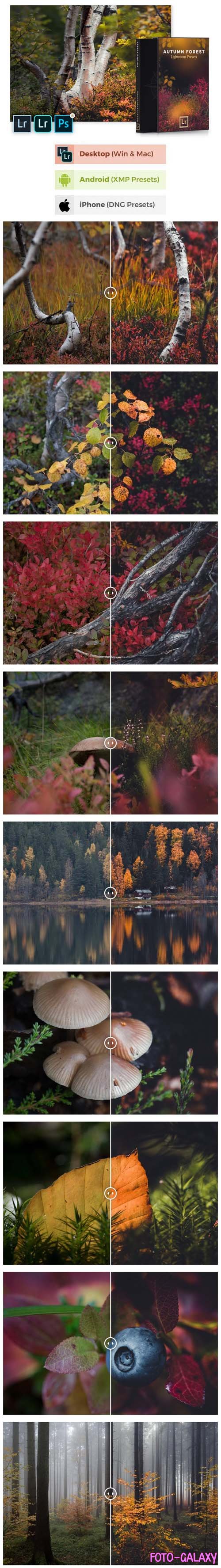 Autumn Forest - Mobile & Desktop Lightroom Presets Pack